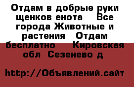 Отдам в добрые руки щенков енота. - Все города Животные и растения » Отдам бесплатно   . Кировская обл.,Сезенево д.